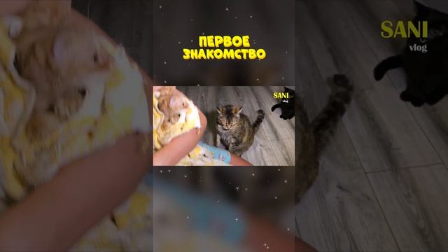 Первое знакомство. Фрагмент из видео "Спасение рыжего котенка от блох"