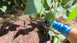 Процесс укоренения ежевики макушками