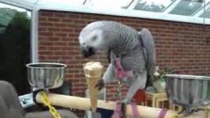 Попугай ест мороженое 