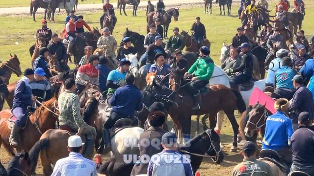 SAYPI POLVON YUQORI CHIRCHIQ ULOQ KO’PKARIDA KAMONKOSH OTI BILAN QOCHQOR + 20000 TENGEGA MARRA QILD