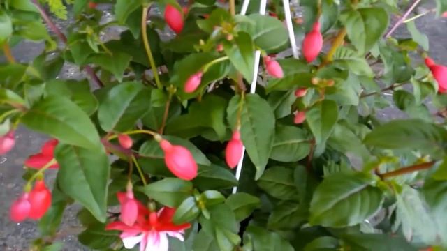 Фуксия магические свойства. Фуксия – уход в домашних условиях