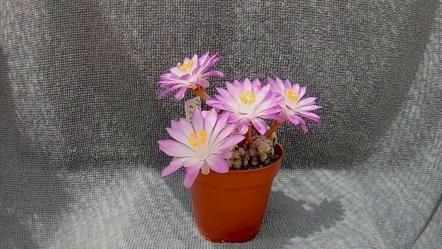 Cactus Flower Timelapse - Mammillaria Theresae смотреть онлайн