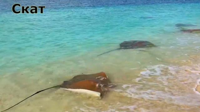 Морские животные для детей. Часть 1. Развивающее видео для малышей. смотреть онлайн