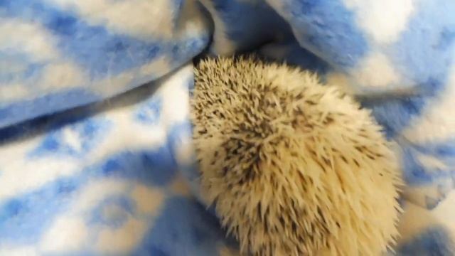 Африканский ёжик Василий Сплюшкин смотреть онлайн