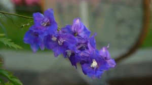 How I love you   Engelbert Humperdinck +lyrics ,720P HD