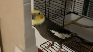 Попугай Корелла Степан.