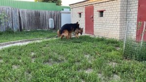 Зевс и Алиса первое знакомство. Вязка немецких овчарок. Dog breeding