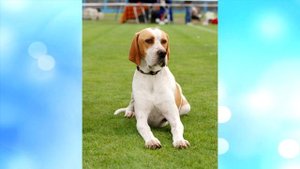 Английский пойнтер описание породы!