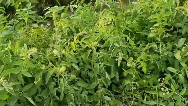 Какие сорта помидор сажаю на РАССАДУ. сравнительная характеристика смотреть онлайн