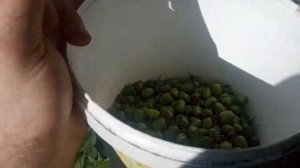 Сентябрь.Сбор урожая Актинидии на Карельском перешейке.