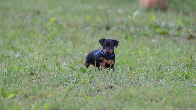 ЩЕНКИ ПИНЧЕРА 2 смотреть онлайн