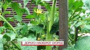 Томат Джессика грушевидный темный оказался самым неурожайным