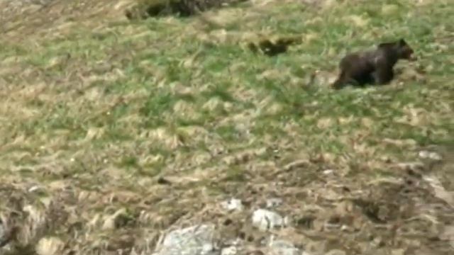 Дикая фауна Карачаево-Черкесии, часть 2-ая смотреть онлайн