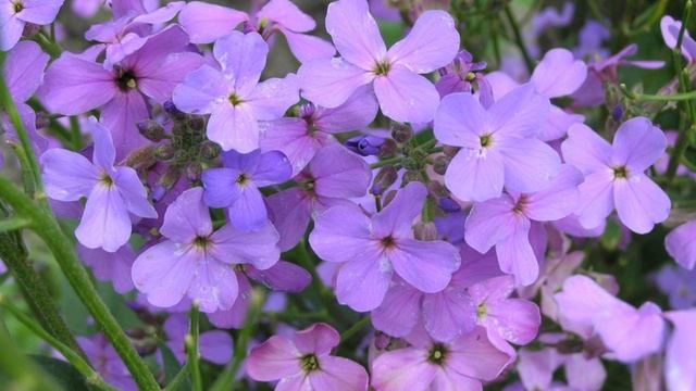 Садовые цветы, которые цветут ночью. Маттиола  -  ночная фиалка