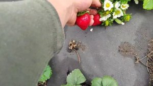 Ания клубника, сорт хорошо себя показал, давали нагрузку по полной