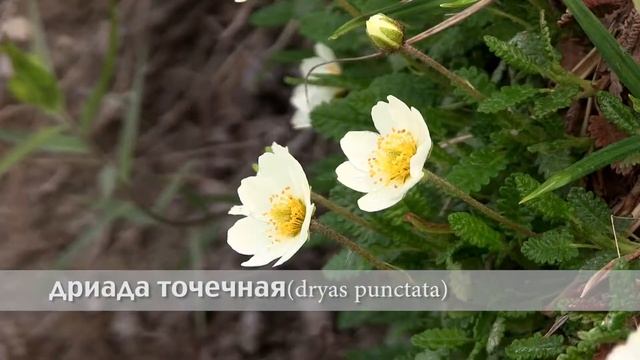 дриада точечная смотреть онлайн