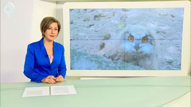 Краснокнижные филины в Новосибирском зоопарке впервые стали родителями смотреть онлайн