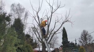 Структурная обрезка манчжурского ореха