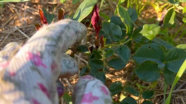 Съёмка основателя Радосвета | Пугаем птиц от ягоды | Какое море в Анапе смотреть онлайн