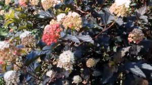 Куст - фонтан. Пузыреплодник Дьяболо. #пузыреплодник #нагазоне #украшение #сада #июнь2021