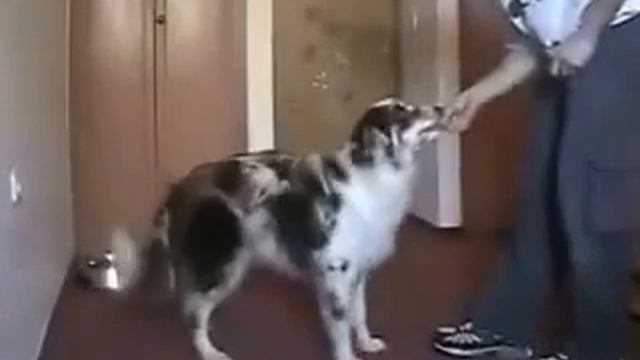 Кликер дрессировка Урок 6 Стоять