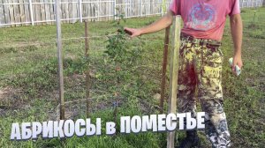 Абрикосы в поместье на 22 июня 2023 года
