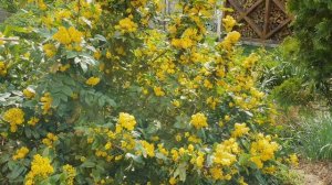 Магония. Лучшие многолетники для сада. Вечнозелёная, шикарно цветущая красавица.