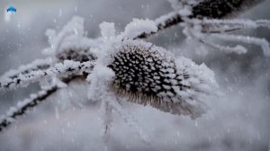 SLEEP INSTANTLY within 3 minutes with Winter Blizzard and Piano Music for Sleeping  Nature Sounds