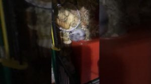 Малыши борются