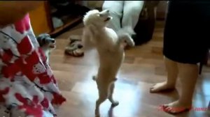 Я пошла гулять на речку!!!!!