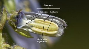 Pollination mechanism in the genus Campanula - Illustrated with C. barbata