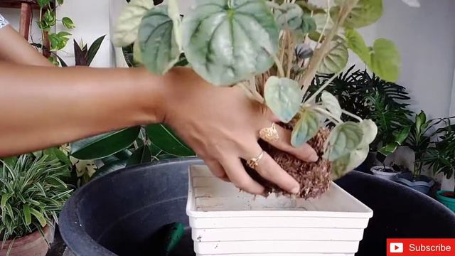 Let's Propagate My Peperomia Frost | Stem Cuttings | Water Propagation | And Repotting + Care tips смотреть онлайн