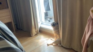 Ворчащий мопс | О чем думает собака?