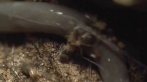 Муравьед. Миролюбивый боец. Факты о животных. Видео про животных