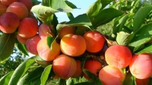 Слива Алтайская юбилейная -Описание сорта