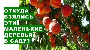 Откуда взялись эти маленькие деревья в саду?Where did these small trees in the garden come from?