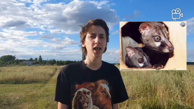 Обыкновенная гинета смотреть онлайн