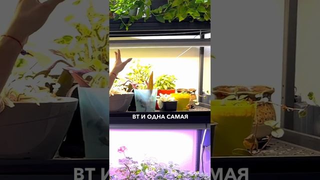 Фитолампа для дома. Досветки и фитолампы - когда и как использовать. Какую фитолампу выбрать. смотреть онлайн