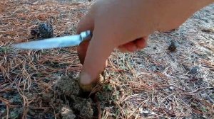 Рядовка зелёная, зелёнка, зеленушка, tricholoma equestre в конце октября