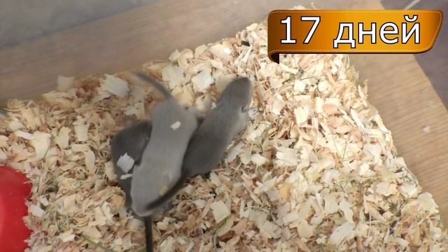 Песчанки от 0 до 6 недель. Как растут песчанки