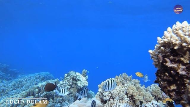 Шум моря для сна успокаивающая слушать бесплатно, Нежная музыка радует душу создано Lucid Dream смотреть онлайн