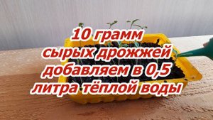 ЭТОТ РЕЦЕПТ ПОДКОРМКИ ЗАСТАВИТ ЧАХЛУЮ РАССАДУ РАСТИ!!! Подкормка рассады томатов!!!