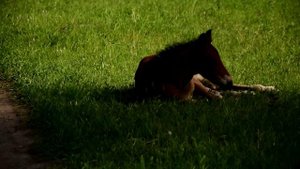 Алтайские жеребята.