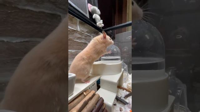 ハムスタージャンプ連発【日常の行動観察】キンクマハムスター