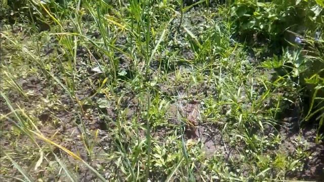 Комары ! Деревня /Лето //Уникальный колодец . смотреть онлайн