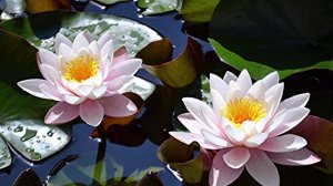 БЕЛЫЕ ЛИЛИИ  Автор стихов и музыки Филиппова Мария. Исполнитель Филиппов Евгений