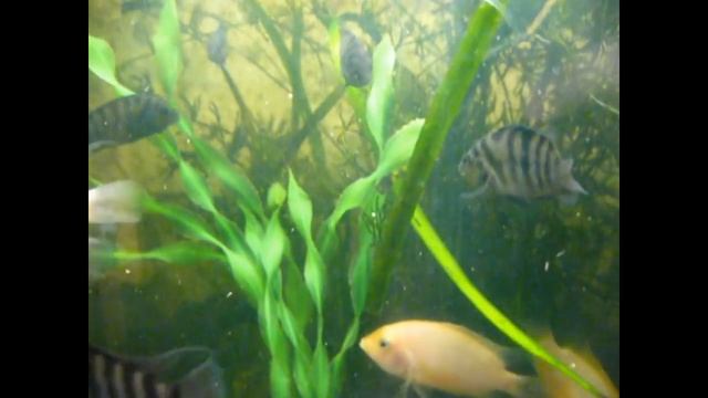 тест кормов на аквариумных рыбках смотреть онлайн