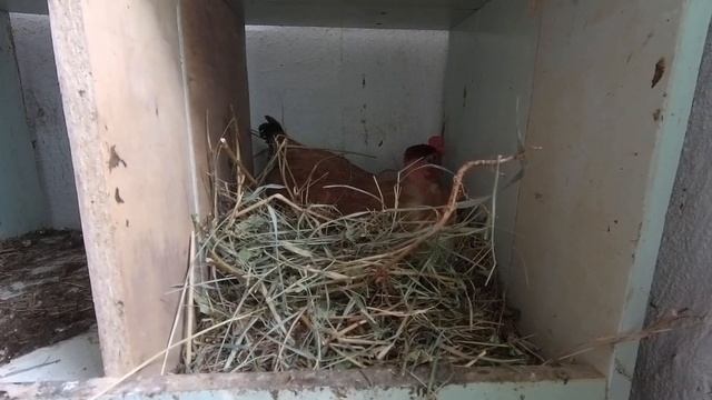 Первое яйцо голошейки. Куры в 4 месяца начали нестись! смотреть онлайн