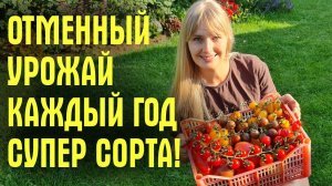 Самые ЛЮБИМЫЕ сорта томатов! ОЧЕНЬ УРОЖАЙНЫЕ и ВКУСНЫЕ! Обзор из теплицы