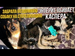 АРХИВ! Стерилизовали бездомную собаку, она сбежала в этот же день.Лечение Каспера и котят